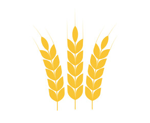 Agriculture wheat. Wheats rye rice ears. Yellow rice panicles. Vector illustration