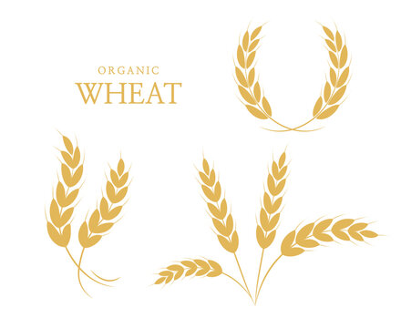 Rice panicles. Agriculture wheat. Laurel wreath icon. Wheats rye rice ears. rice stalk. Vector illustration