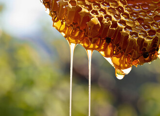 Honey dripping from honeycomb on natural background