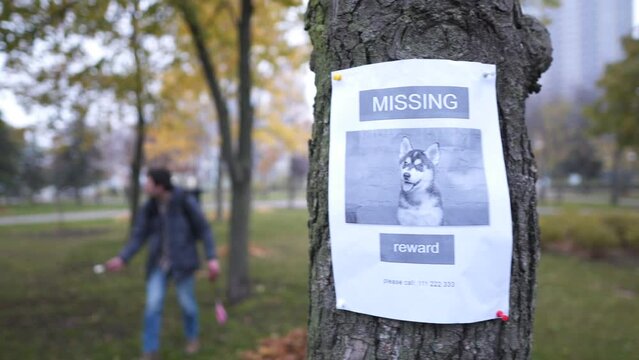 Young Caucasian man looking for a runaway dog in a city park in autumn, holding a bait in his hands and calling for a pet. The theme of people and pets in the city. Finding an obedient husky dog.