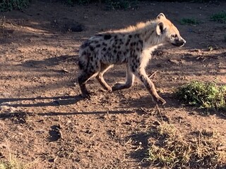 Closeup image of a hyena in the Serengeti, Tanzania