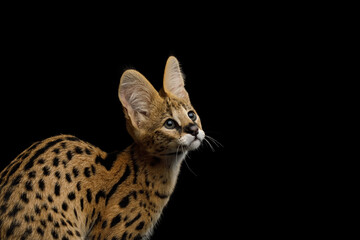Closeup Serval Cat with spotted fur, looking up isolated on Black Background in studio, side view