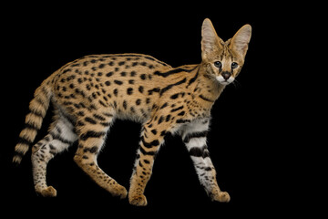 Stunning Serval Cat, walk and looking in camera isolated on Black Background in studio, side view