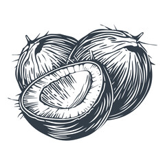 Coconut Vintage woodcut engraving style vector