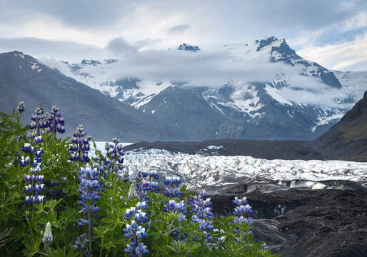 Lupine flowers and snow covered mountains of Vatnajokull glacier in Skaftafell National Park in south Iceland