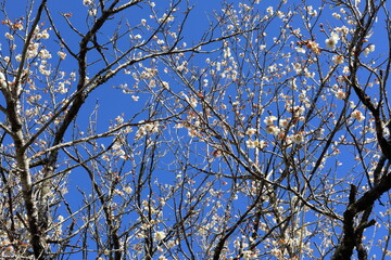 春、満開の梅の花