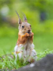 Squirrel eats a nut while sitting in green grass. Eurasian red squirrel, Sciurus vulgaris