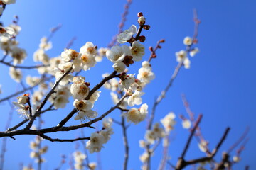 満開の梅の木