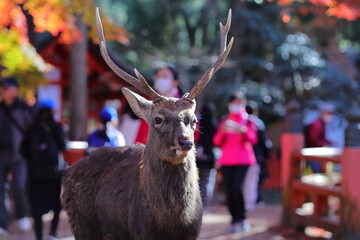 奈良公園の紅葉とオス鹿 - obrazy, fototapety, plakaty