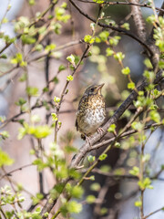 A fieldfare chick, Turdus pilaris, has left the nest and is sitting on a branch. A chick of fieldfare sitting and waiting for a parent on a branch.