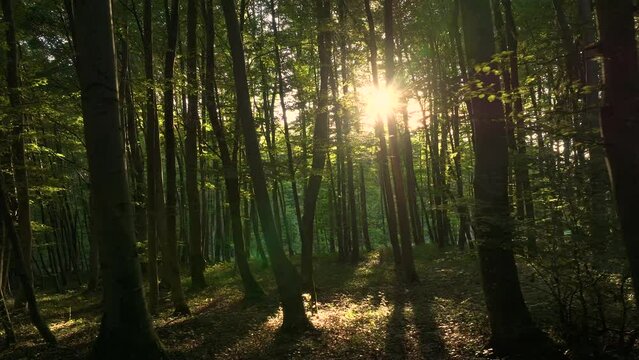 AERIAL LENS FLARE: Moving past tall majestic tree trunks on the thick forest undergrowth, spring sun shines through. Camera pans by the trees as bright sunrays pierce through the lush green canopies.
