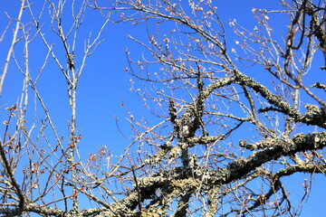 春　梅の花　梅の木