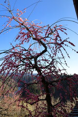 春　梅の花　梅の木