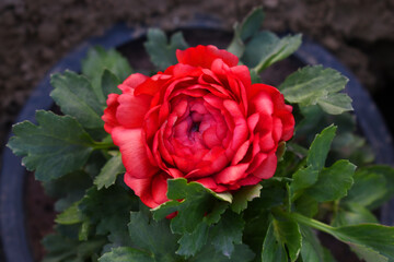 Beautiful red ranunculus flower growing in an outdoor flower garden. ranunculus flower closeup, red blooming flower