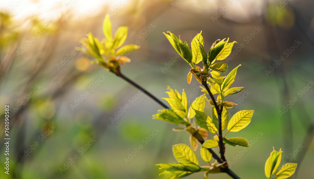 Wall mural Young leaves on spring tree