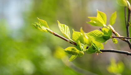 Young leaves on spring tree