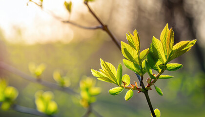 Young leaves on spring tree