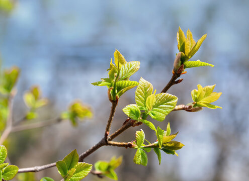 Young leaves on spring tree