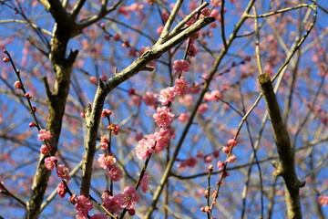 春　梅の花　梅の木