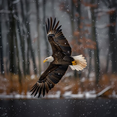 bald eagle flying with forest in the background - 761090978
