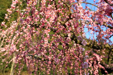 春　梅の花　梅の木