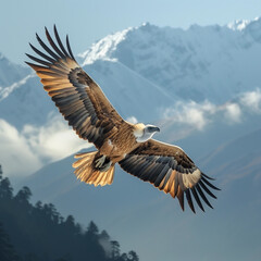 Himalayan griffon vulture flying with snow mountain background - 761091350