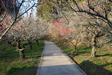 梅の並木道