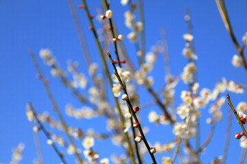 春、満開の梅の花