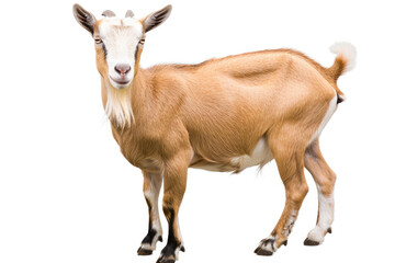 A portrait of a goat in a studio setting, isolated on a white background