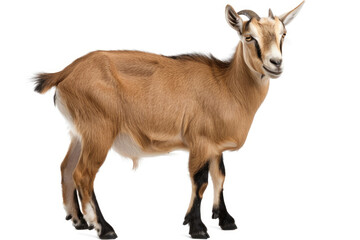 A portrait of a goat in a studio setting, isolated on a white background