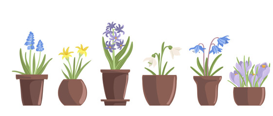 hyacinth, crocuses, muscari , snowdrops and blue squills, spring flowers, vector drawing flowering plants in pot at white background, floral elements, hand drawn botanical illustration