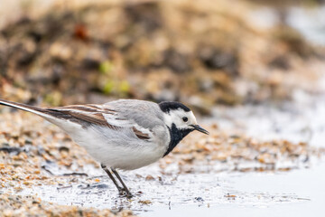 Wagtail sits on the ground with a beautiful blurred background.