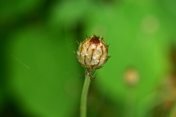 カタナンケのつぼみにクモ