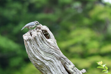 枯れ木の穴を覗き込むゴジュウカラ