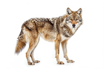 A portrait of a Tian Shan wolf in a studio setting, isolated on a white background - obrazy, fototapety, plakaty