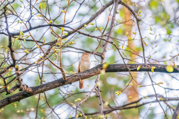 Thrush Nightingale, Luscinia luscinia. A bird sits on a tree branch and sings
