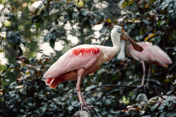 roseate spoonbill peers curiously, unique bill set against verdant foliage, splash of pink in green