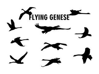 Flying Genese