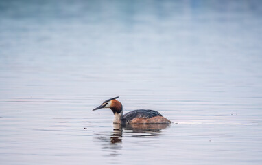 The waterfowl bird Great Crested Grebe swimming in the calm lake