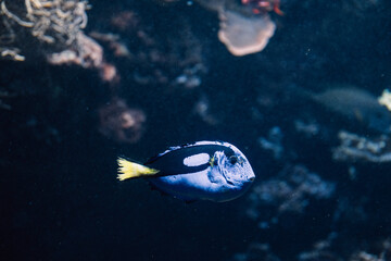 Blue fish with a striking gaze navigates coral maze, glimpse into the quiet life beneath the waves.
