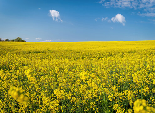 Yellow canola field and blue sky