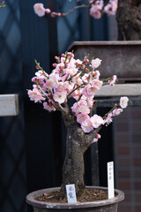 plum in a garden
