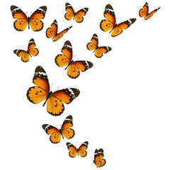 Set of orange butterflies on white background. - 761100193