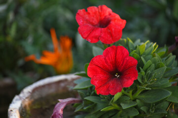 red petunias in the garden, Petunia, Close up of Petunia in the garden, Petunia flower and blurred background, beautiful flower photograph, spring flower Closeup.