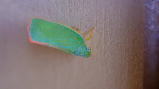 Animal Videography. Macro Videography. Slow Motion green planthopper walking on wooden door. Video of green planthoppers sticking to the door. The video was shot at 4K 30fps resolution