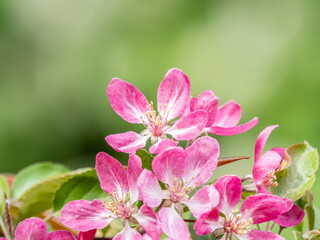 Fototapeta na wymiar Fresh pink flowers of a blossoming apple tree with blured background