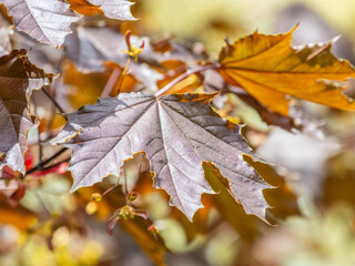 Tree branch with dark red leaves, Acer platanoides, the Norway maple Crimson King. Red Maple acutifoliate Crimson King, young plant with green background.