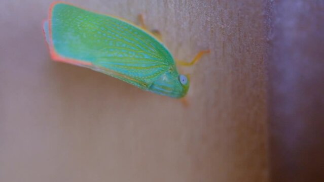 Animal Videography. Macro Videography. Footage of green planthopper walking on wooden door. Video of green planthoppers sticking to the door. The video was shot at 4K 30fps resolution
