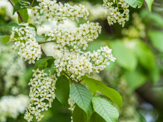 White flowers blooming bird cherry. Close-up of a Flowering Prunus padus Tree with White Little Blossoms