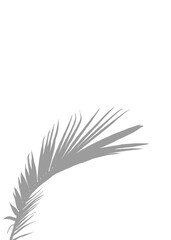 Grey Palm Leaf Silhouette on pure White Background, A delicate gray silhouette of a Coconut leave, creating a tranquil and minimalist aesthetic.
